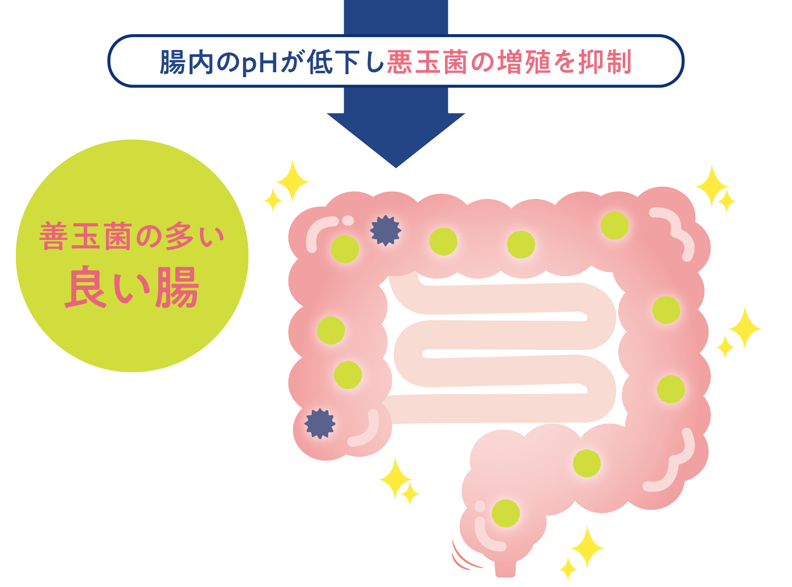 腸内のpHが低下し悪玉菌の増殖を抑制「善玉菌の多い良い腸」