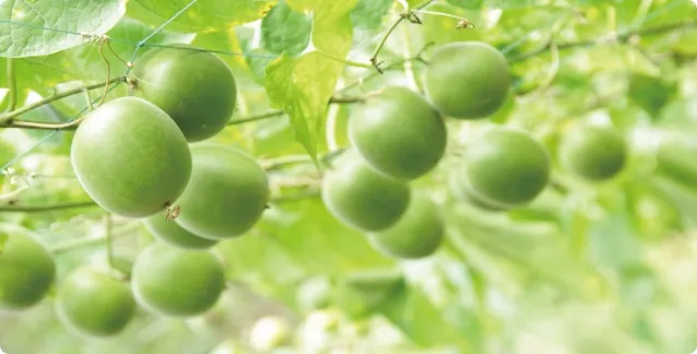 植物由来